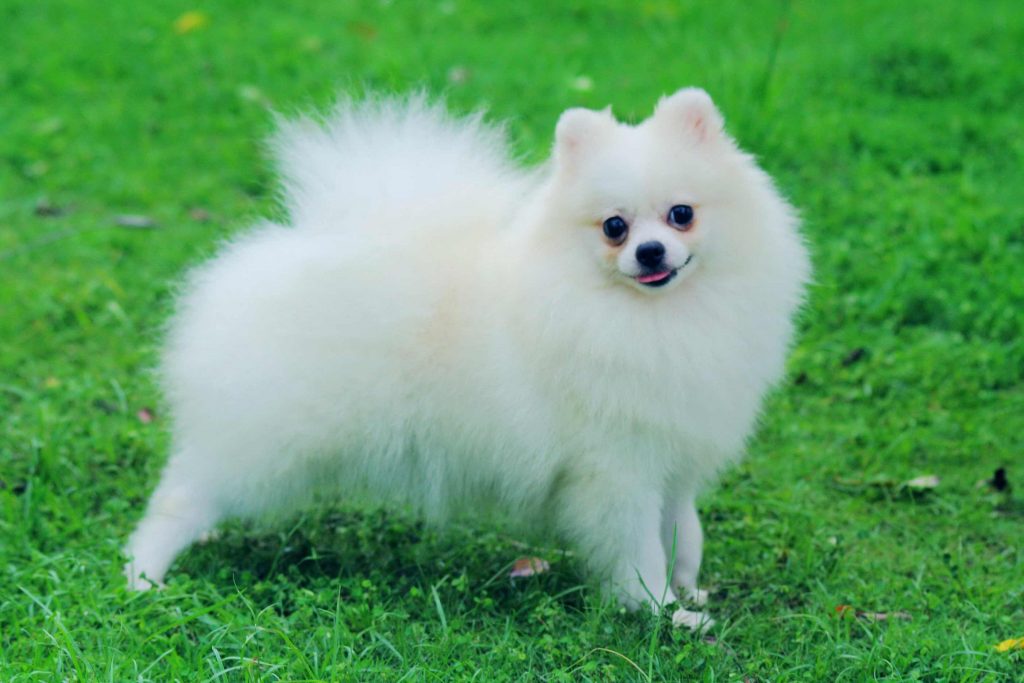 Pomeranian Fino Köpeği