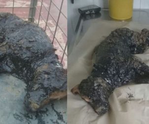 Zift Çukuruna Düşen Köpeği Ekipler Kurtardı