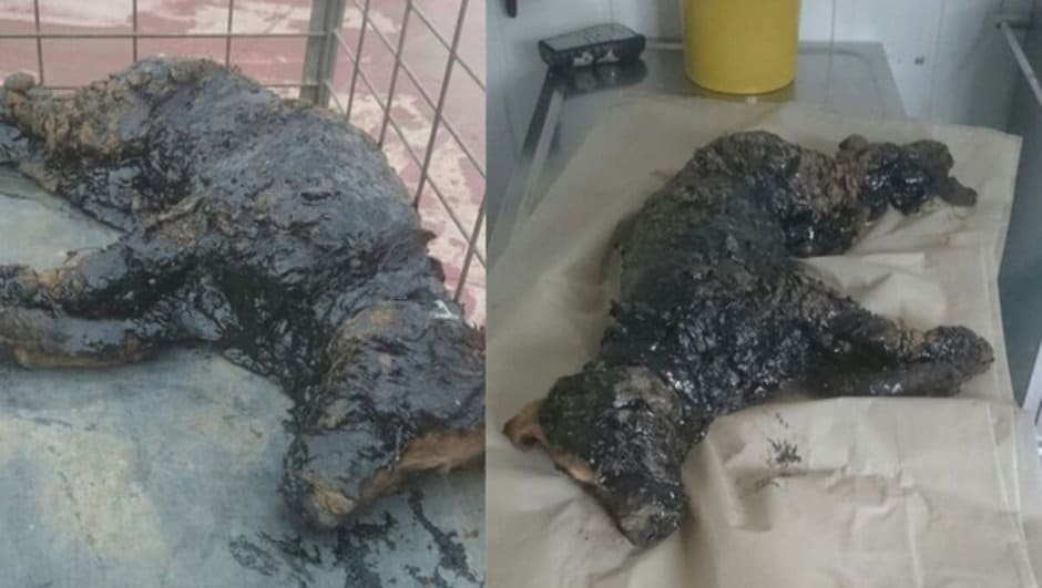 Zift Çukuruna Düşen Köpeği Ekipler Kurtardı