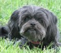 Affenpinscher Köpek