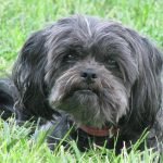 Affenpinscher Köpek