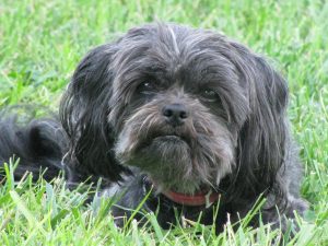 Affenpinscher