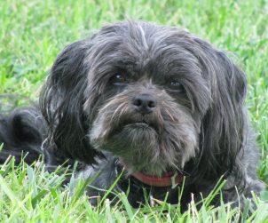 Affenpinscher Köpek