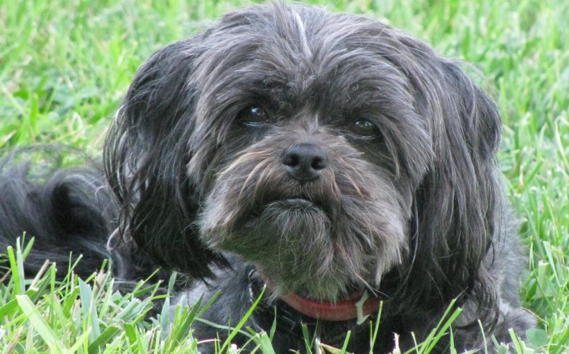 Affenpinscher Köpek