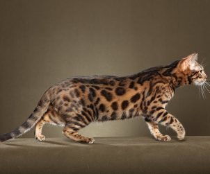 Bengal Kedisi