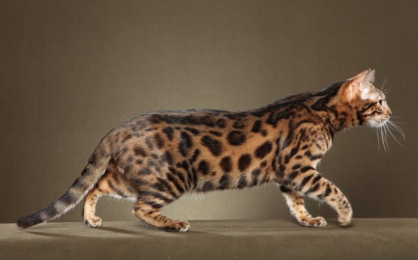 Bengal Kedisi