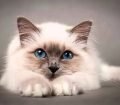 Birman Kedisi