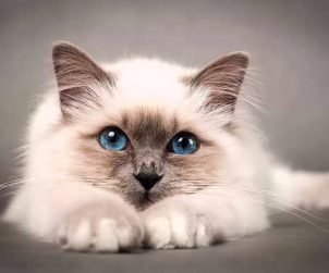 Birman Kedisi