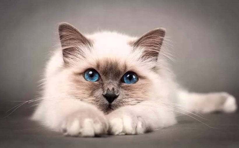 Birman Kedisi