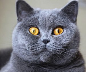 British Shorthair