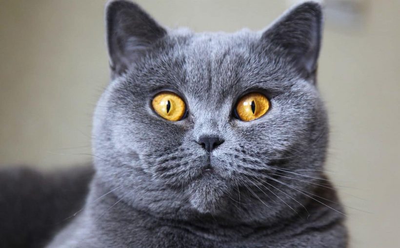 British Shorthair