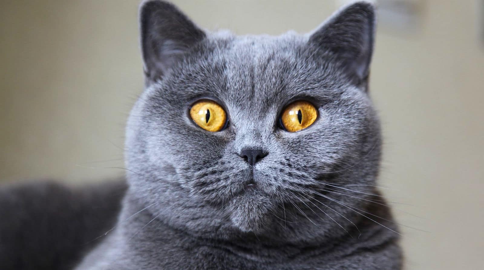 British Shorthair Ve Ozellikleri Miyhav Com