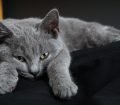 Chartreux Kedisi