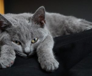 Chartreux Kedisi