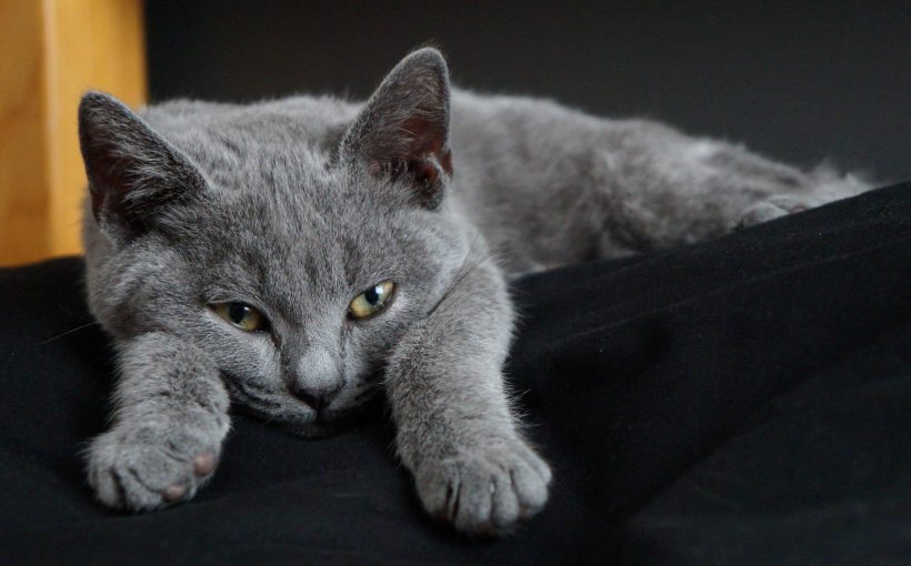 Chartreux Kedisi