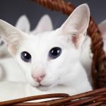 Colorpoint Shorthair