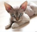 Cornish Rex