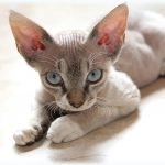 Cornish Rex