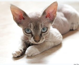 Cornish Rex