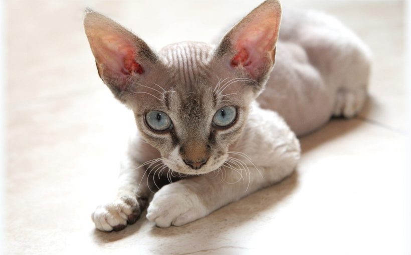 Cornish Rex