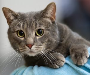 European Shorthair