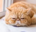 Exotic Shorthair