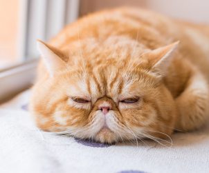 Exotic Shorthair