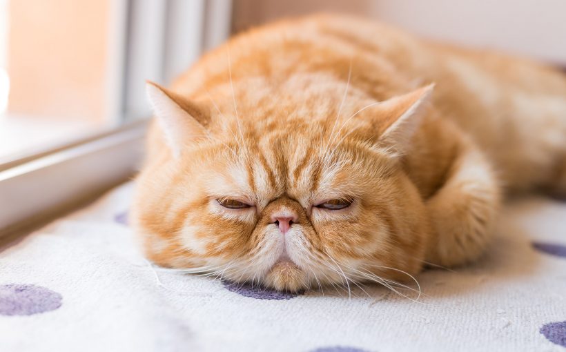 Exotic Shorthair