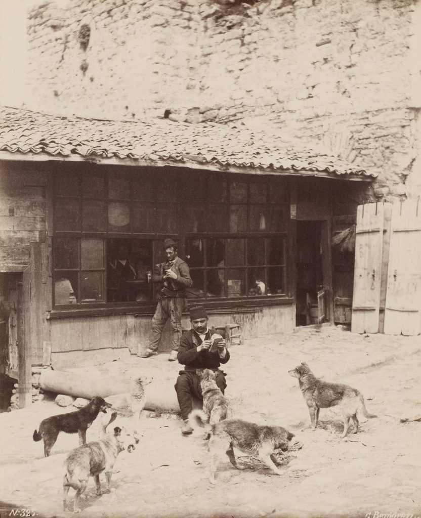 İstanbul'un Köpekleri