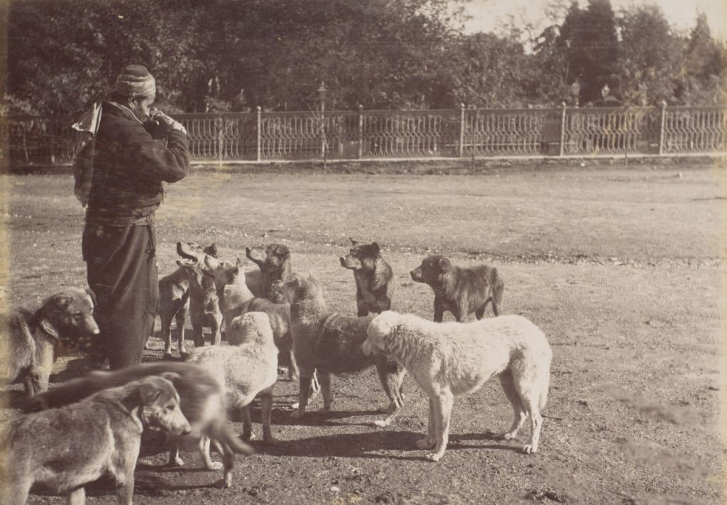 İstanbul'un Köpekleri