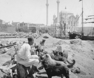 İstanbul'un Köpekleri - Ortaköy