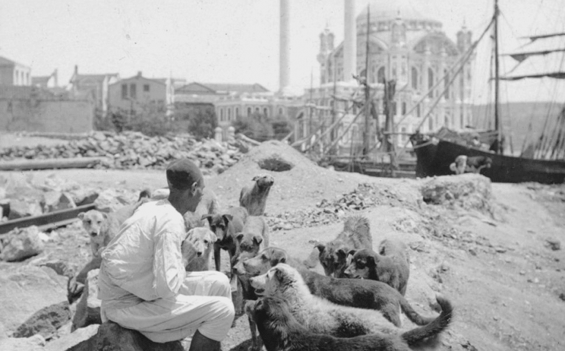 İstanbul'un Köpekleri - Ortaköy