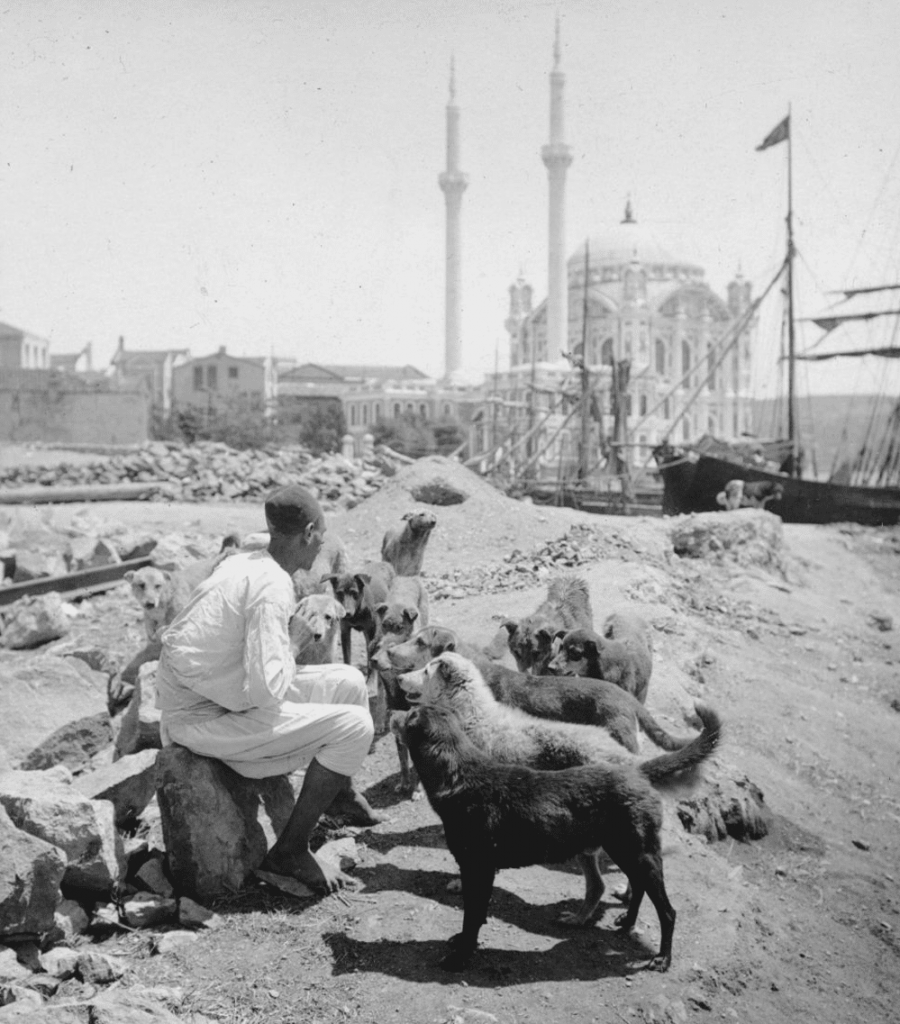 İstanbul'un Köpekleri - Ortaköy