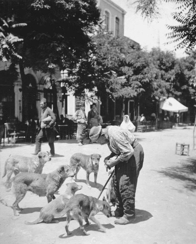 İstanbul'un Köpekleri