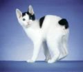 Japon Bobtail