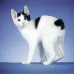 Japon Bobtail