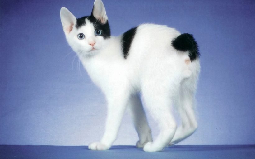 Japon Bobtail