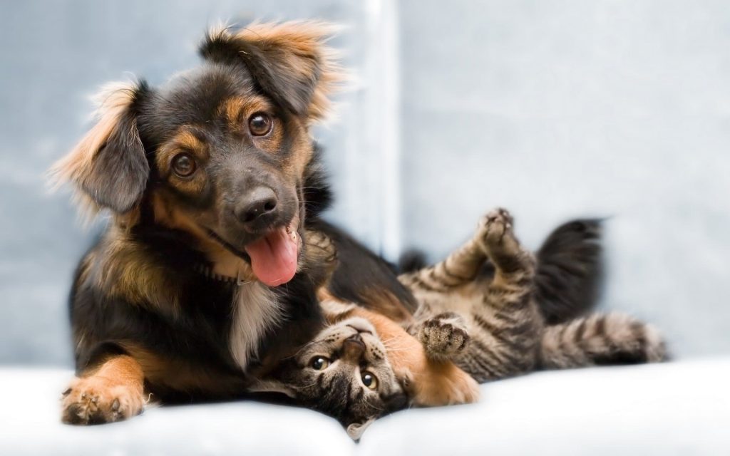 Kedi ve Köpek