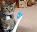 Kedilerde Diş Fırçalama