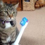 Kedilerde Diş Fırçalama