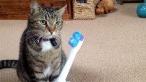 Kedilerde Diş Fırçalama