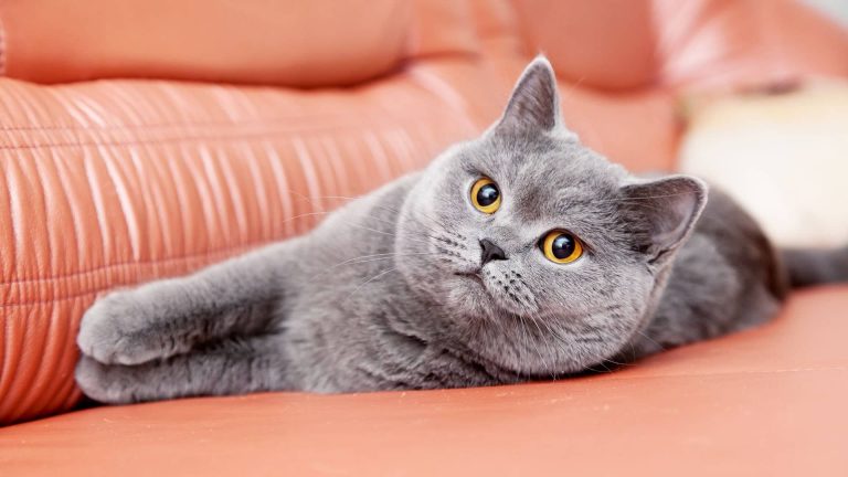 Kedileri Strese Sokabilecek Şeyler