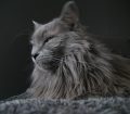Nebelung Kedisi