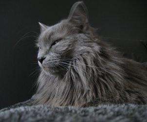 Nebelung Kedisi