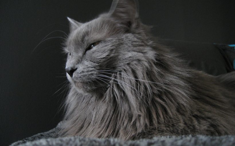 nebelung-kedisi-820x510.jpg