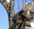 Norwegian Forest