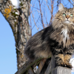 Norwegian Forest