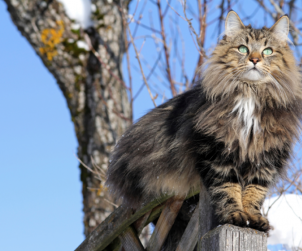 Norwegian Forest