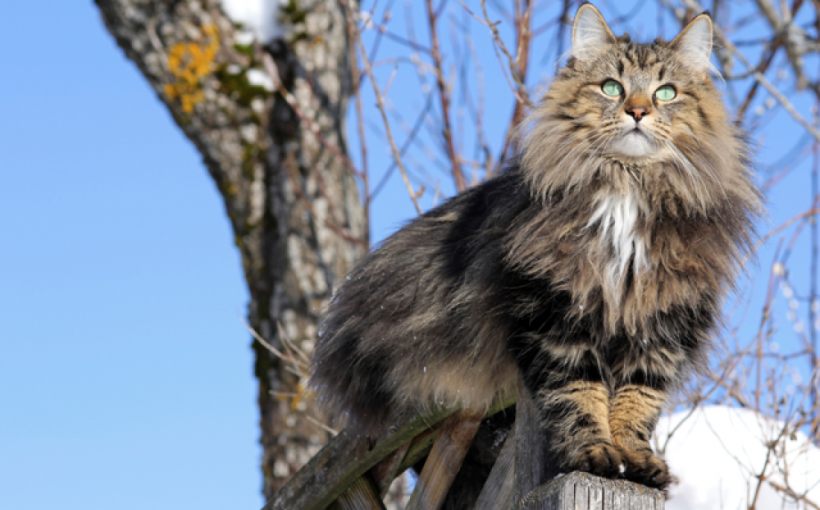 Norwegian Forest