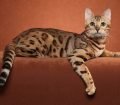 Ocicat Kedisi